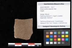 Foto (Objekt + Etikett) von Enteromorpha stagnalis Heer (NHMW-GEO-2024-0188-0093)
